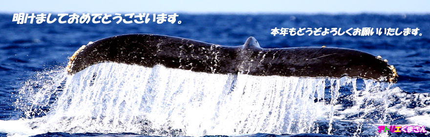 「大海原を悠々と泳ぐザトウクジラ」