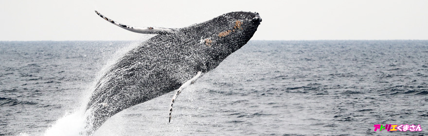 「空跳ぶクジラたち～ザトウクジラのブリーチ～」
