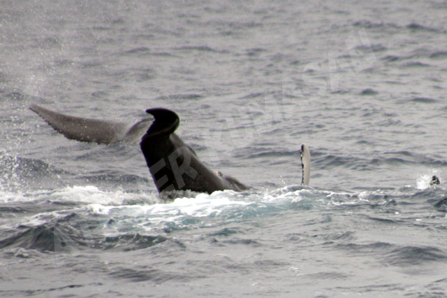 クジラの母子2