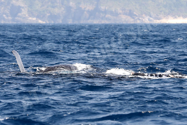 クジラの母子12
