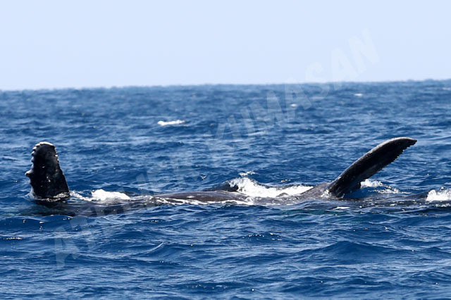 クジラの母子14