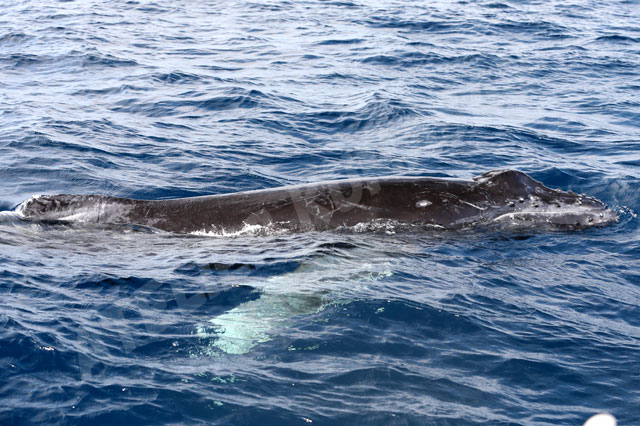 クジラの母子19