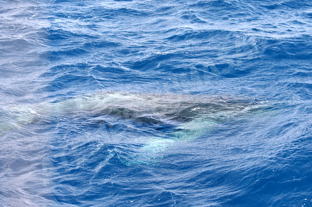 水中のクジラ19