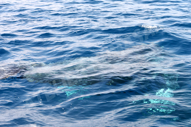 水中のクジラ20