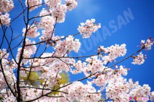 「春の彩り～桜～」